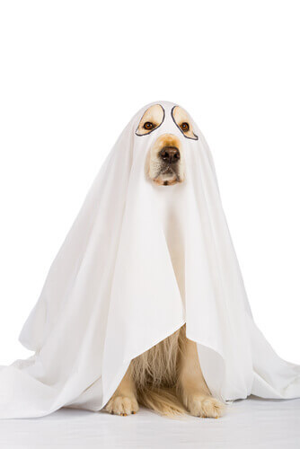 Costume di Halloween per cane da fantasma.