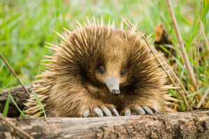 L'echidna istrice, un bizzarro animale che fa le uova ma allatta i piccoli