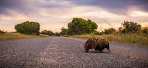 Formichiere spinoso per strada