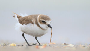 Il fratino eurasiatico, un piccolo uccello che ama le spiagge