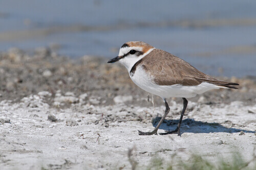 Fratino eurasiatico sulla spiaggia