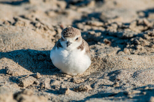 Uccellino seduto sulla spiaggia