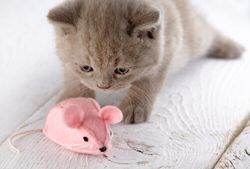 Gattino gioca con un topo di pezza