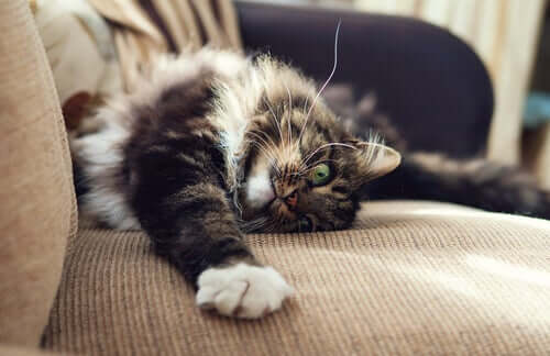 Gatto si fa le unghie sul divano: cattivi comportamenti del gatto.