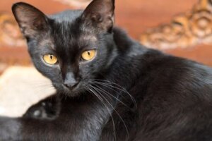 Il virus della leucemia felina può essere fatale