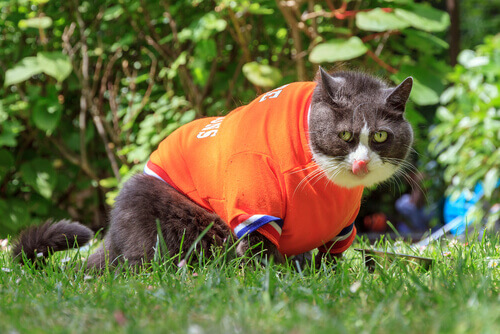 Gatto indossa una maglietta arancione.