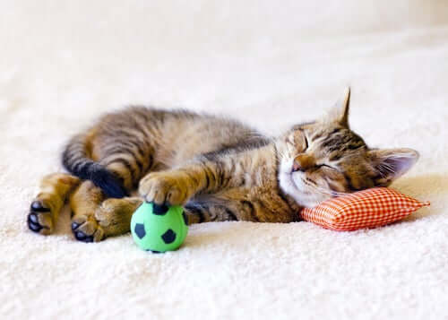 Gattino si riposa con una pallina verde.