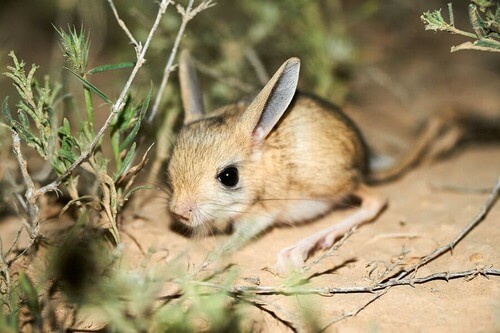 Gerboa dalle lunghe orecchie: un curioso roditore del deserto