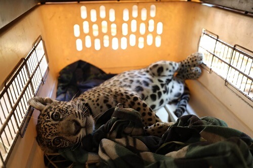 Cucciolo di giaguaro riposa in una gabbia.