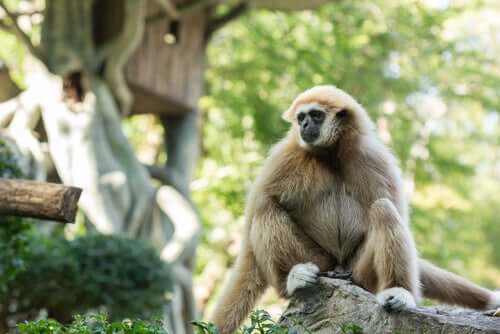 I selfie con i gibboni stanno portando questa specie all'estinzione