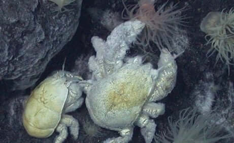 Il nome scientifico del granchio yeti deriva da quello di una dea della mitologia polinesiana.