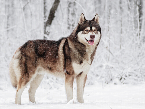 Husky siberiano sotto la neve, tra i cani che sopportano meglio il freddo.