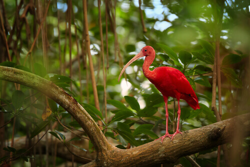 L’ibis rosso, un uccello spettacolare che vive in Sud America