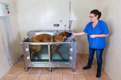 I tanti benefici dell'idroterapia per cani
