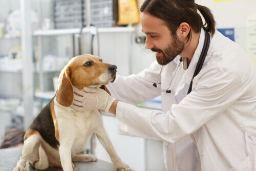 Cause e trattamento dell'ipertiroidismo nei cani