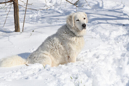 Kuvasz nella neve, tra i cani che sopportano meglio il freddo.