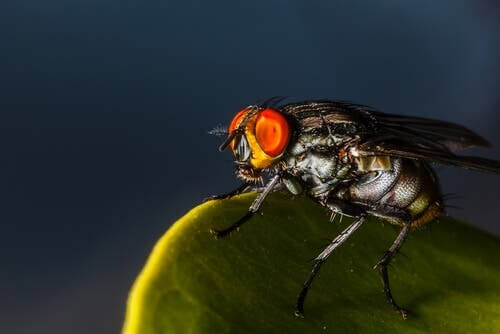 Insetti più brutti: la mosca Dermatobia hominis