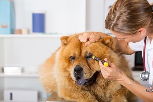 Lesioni oculari nei cani: sintomi e trattamento