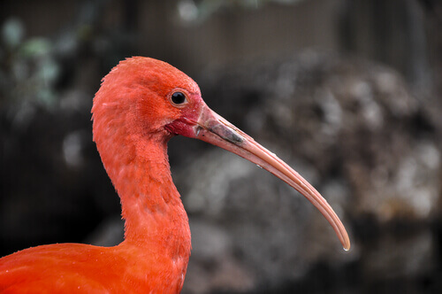 Uccello dal lungo becco e dalle piume rosse
