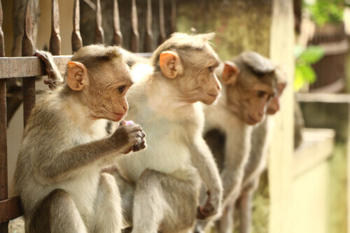 Gruppo con tre esemplari di macaco dal berretto indiano