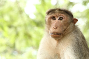 Biologia del macaco dal berretto indiano
