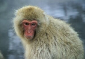 Macaco giapponese: informazioni e caratteristiche