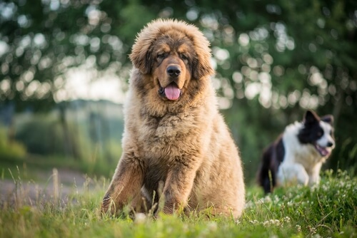Mastino tibetano in un prato.