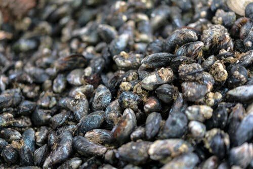 Mucchio di mitilo cileno