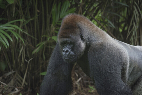 Gorilla