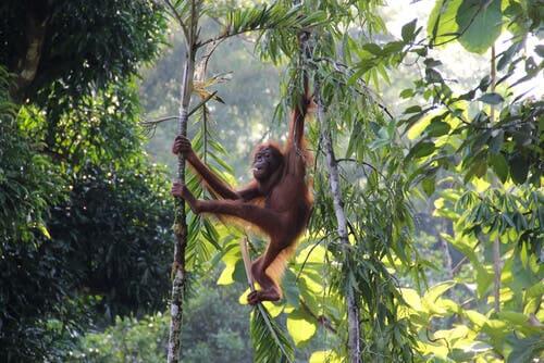 Attualmente è conosciuto un unico esemplare di orango albino: orango su un ramo