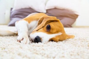 Ostruzione intestinale nei cani: sintomi e trattamento