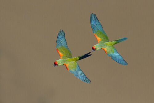Coppia di pappagalli in volo