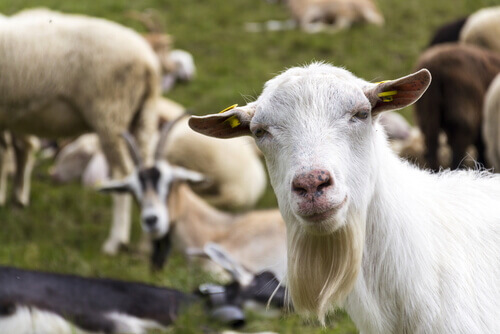 Differenze di allevamento tra pecore e capre