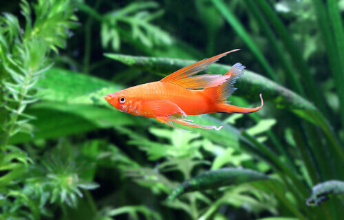 Pesce portaspada in un acquario