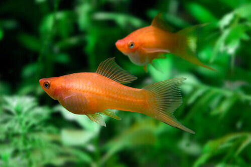 Due pesci rossi con le alghe