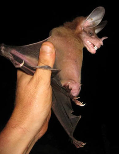 Pipistrello con grandi orecchie