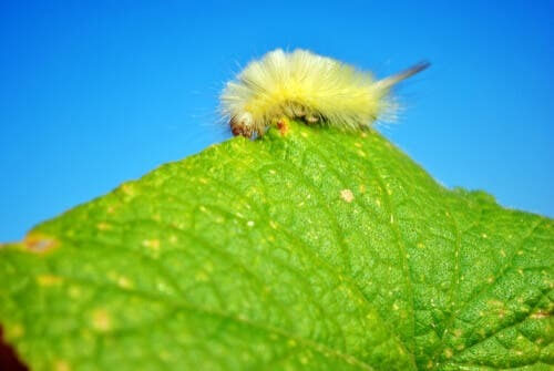 Falena linfantride (Dasychira pudibunda)