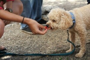 Ricette per cani con fegato e rosmarino