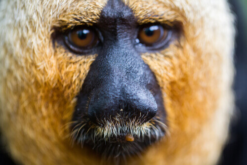 Primo piano pitecia faccia bianca