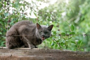 Il vostro gatto ha la rabbia felina? 3 segnali per scoprirlo