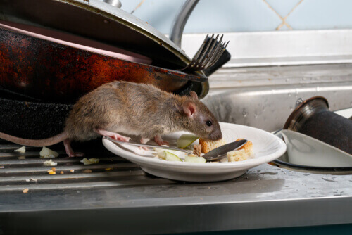 Ratto che mangia 
