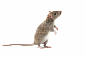 Il ratto grigio: un roditore intelligentissimo