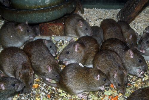 Rattus norvegicus: ratti che mangiano semi