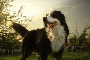 Le razze di cani più vulnerabili al cancro