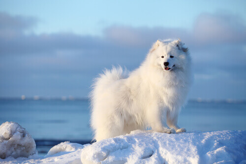 Samoyedo su una spiaggia ghiacciata.