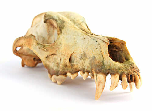 Cranio di un cane preistorico.