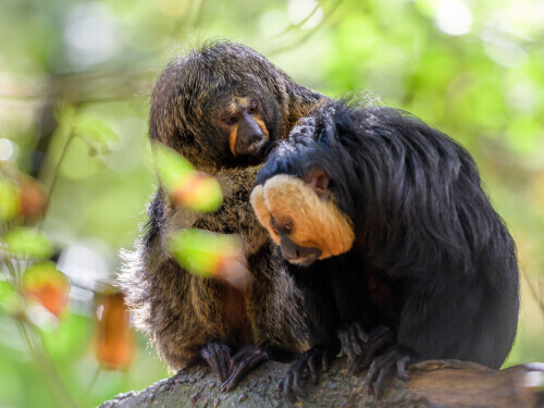 Scimmia Saki: coppia su un ramo