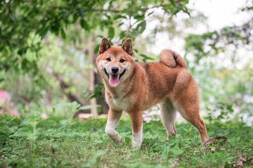 Shiba inu che cammina nel verde.