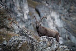 Lo stambecco: caratteristiche dell'animale simbolo delle Alpi