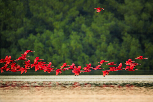 Stormo ibis rossi